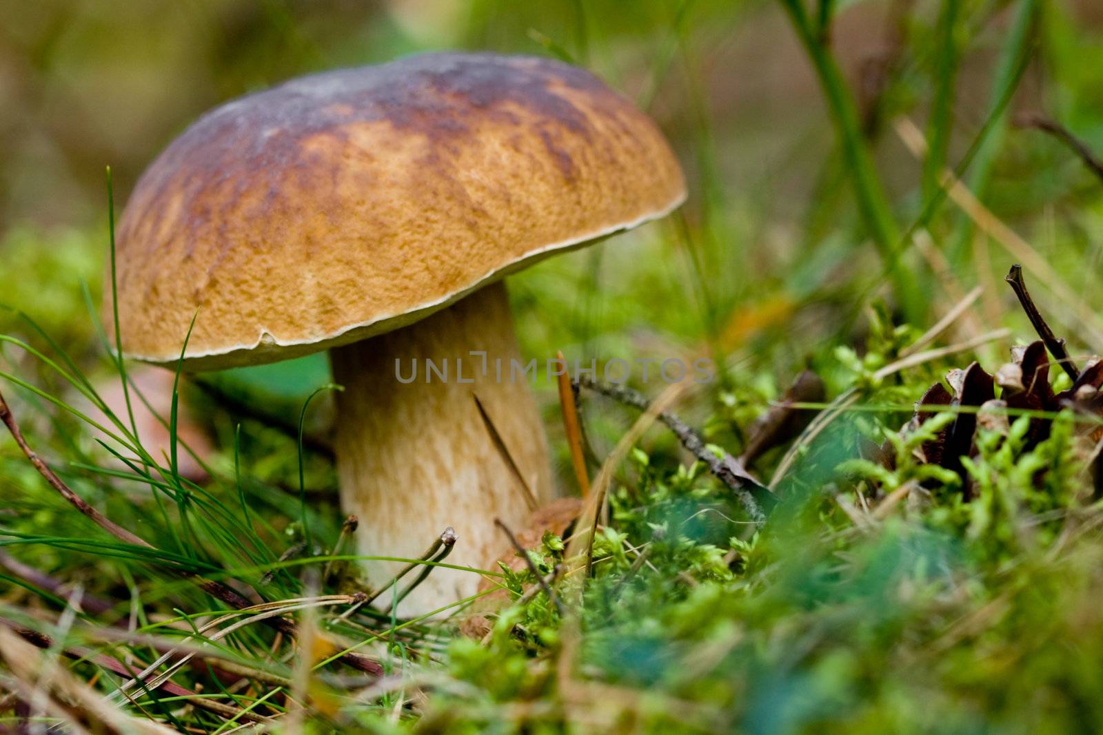 Boletus on the background of green grass in the wild