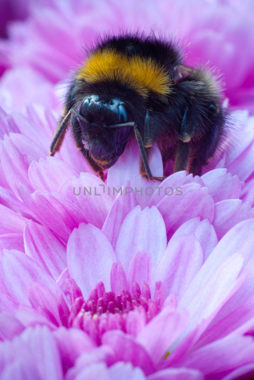 Bumblebee working on pink flower with pollen