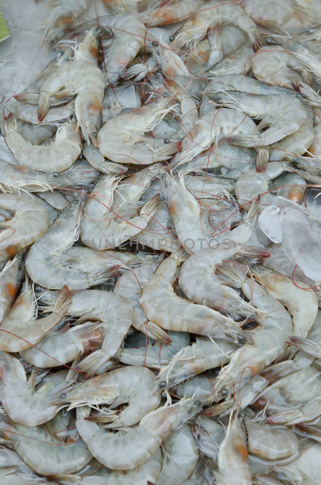 Fresh shrimps on the market .