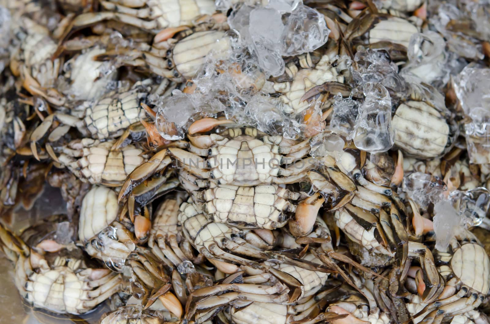crabs in ice for sale in market of thailand