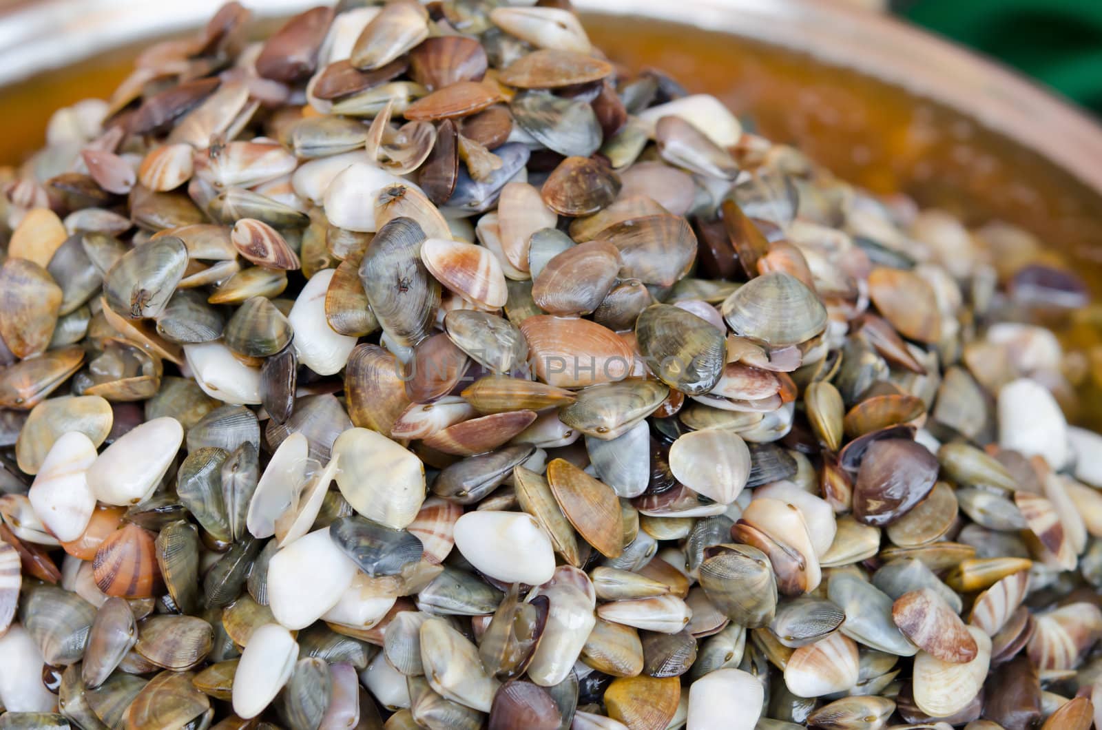 pickled  banded wedge shell in market , Thailand