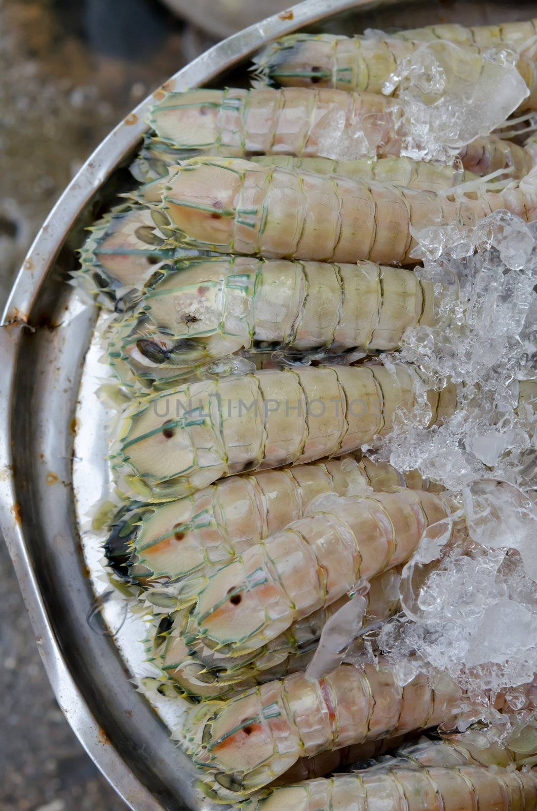 Mantis shrimp with ice in fresh market
