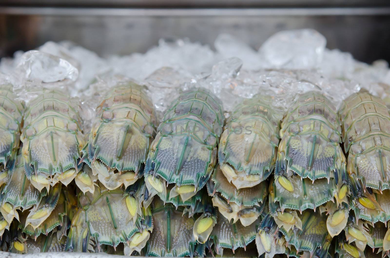 close up mantis shrimp with ice in fresh market