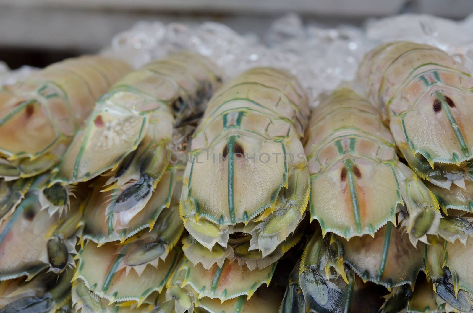 close up seafood , mantis shrimp with ice