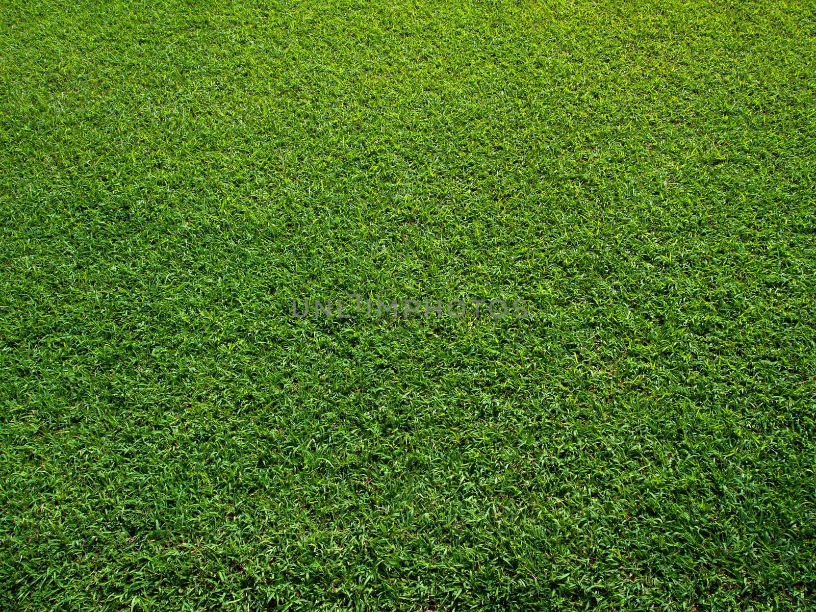  Fresh Green Grass Texture and surface