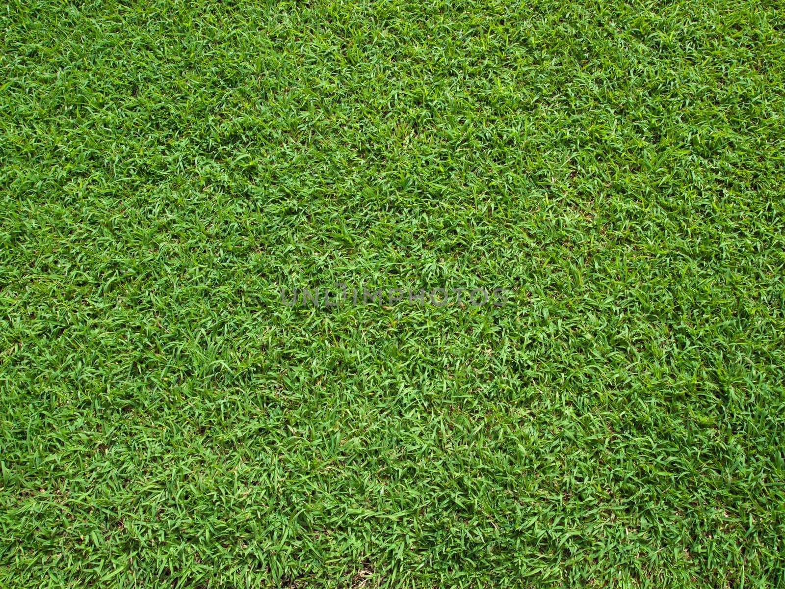 Top View of Green Grass Texture and surface