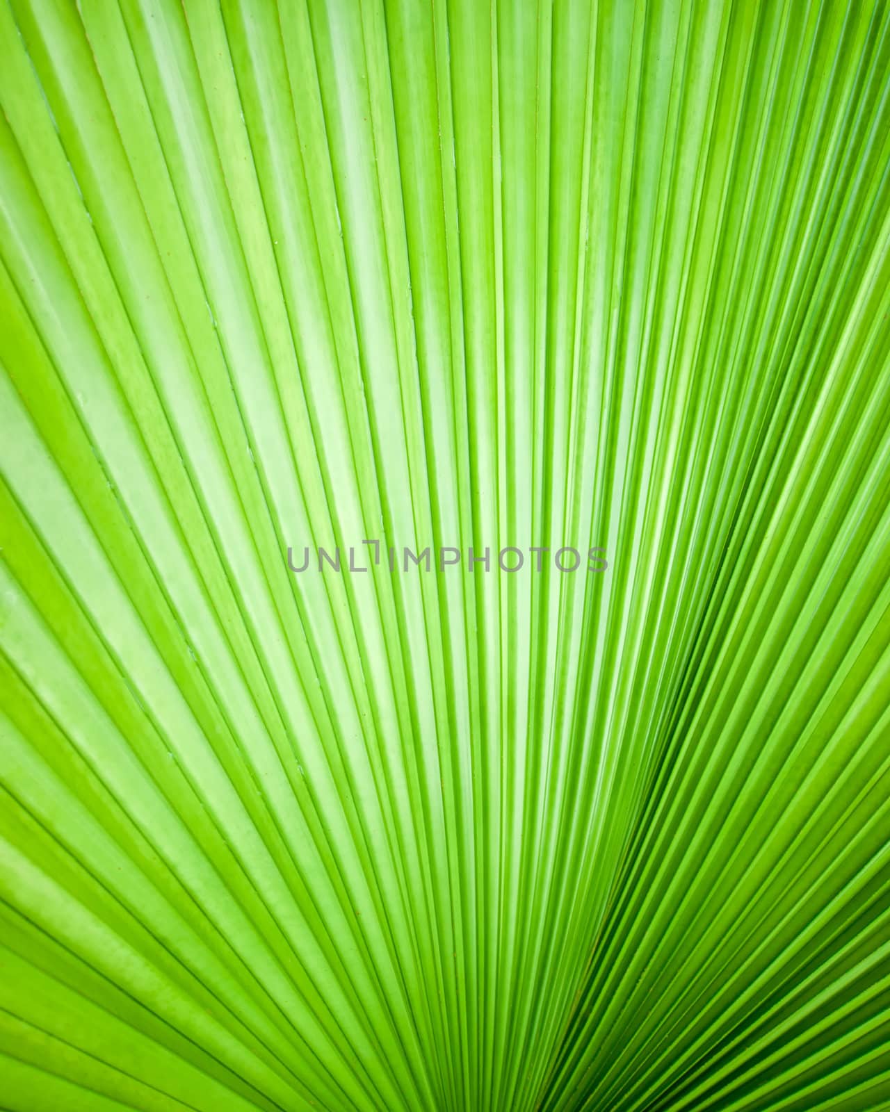 Abstract image of leaves in nature