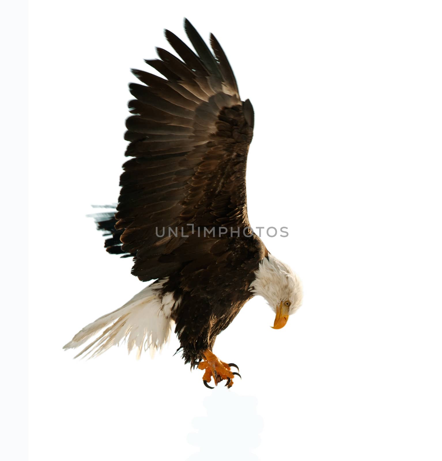The Bald Eagle (Haliaeetus leucocephalus)  by SURZ