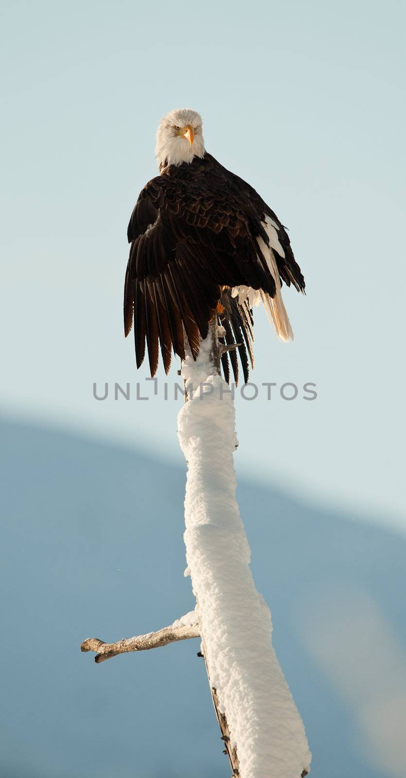 The Bald Eagle (Haliaeetus leucocephalus)  by SURZ