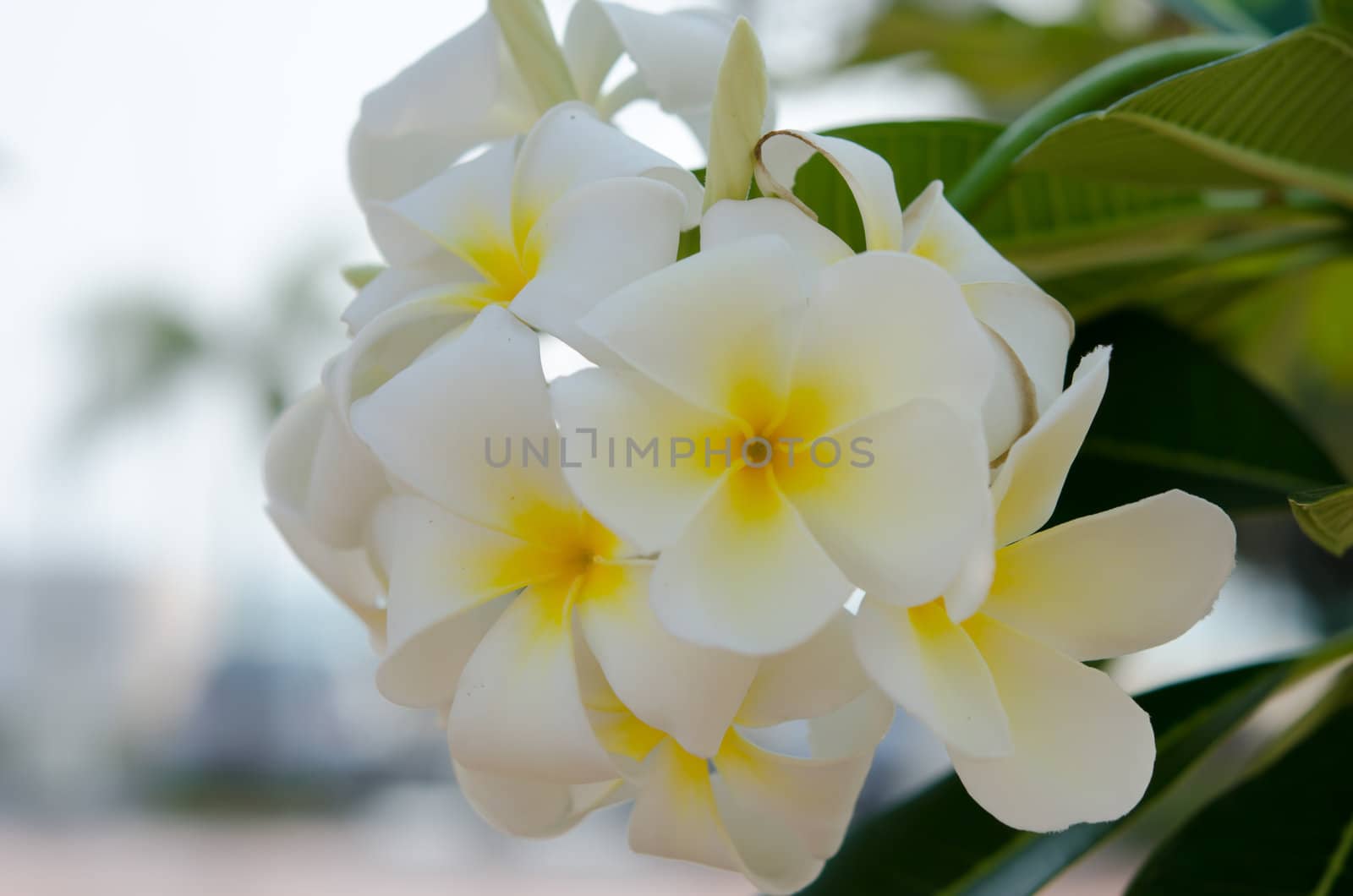 fresh plumeria flowers in the garden