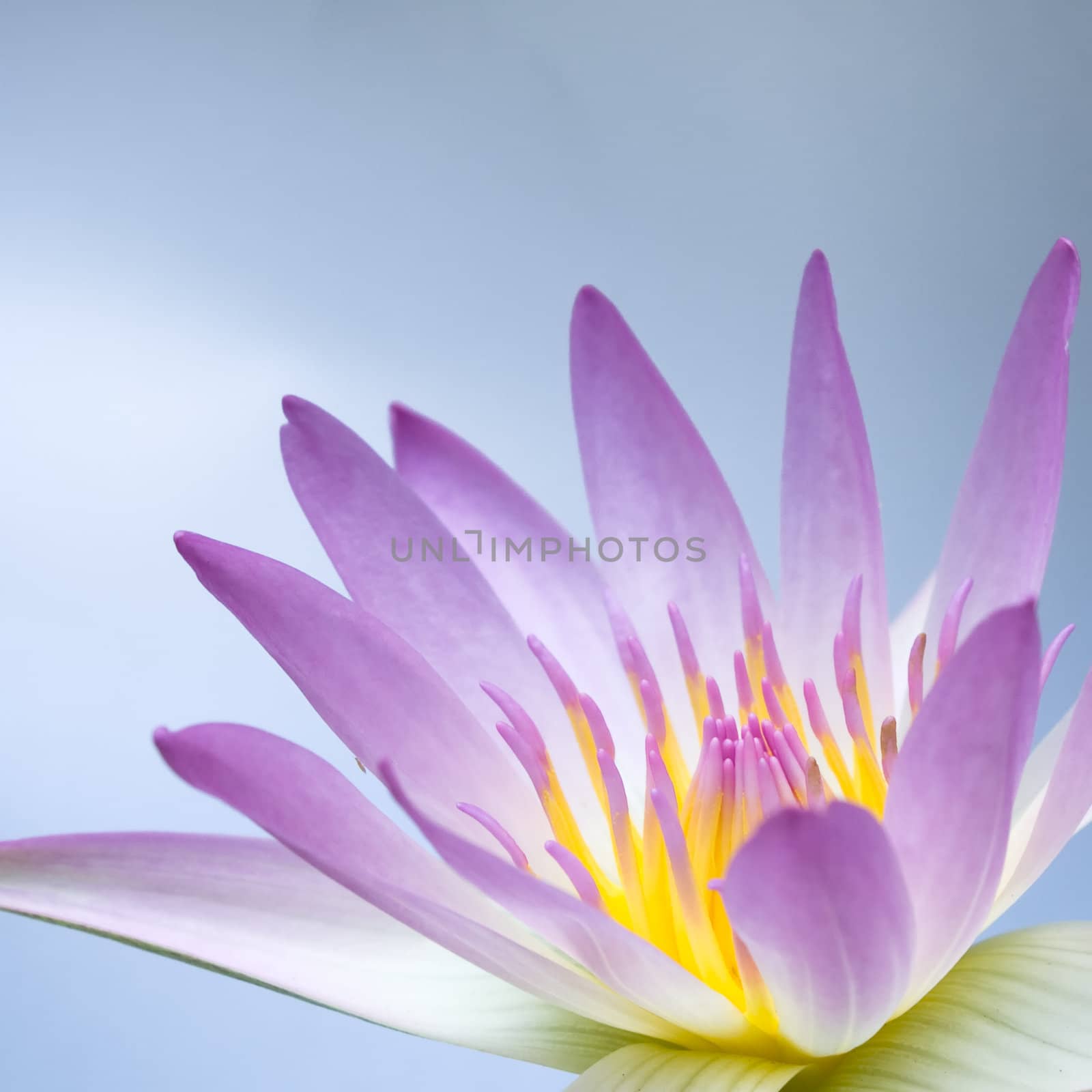pink lotus on light blue sky background