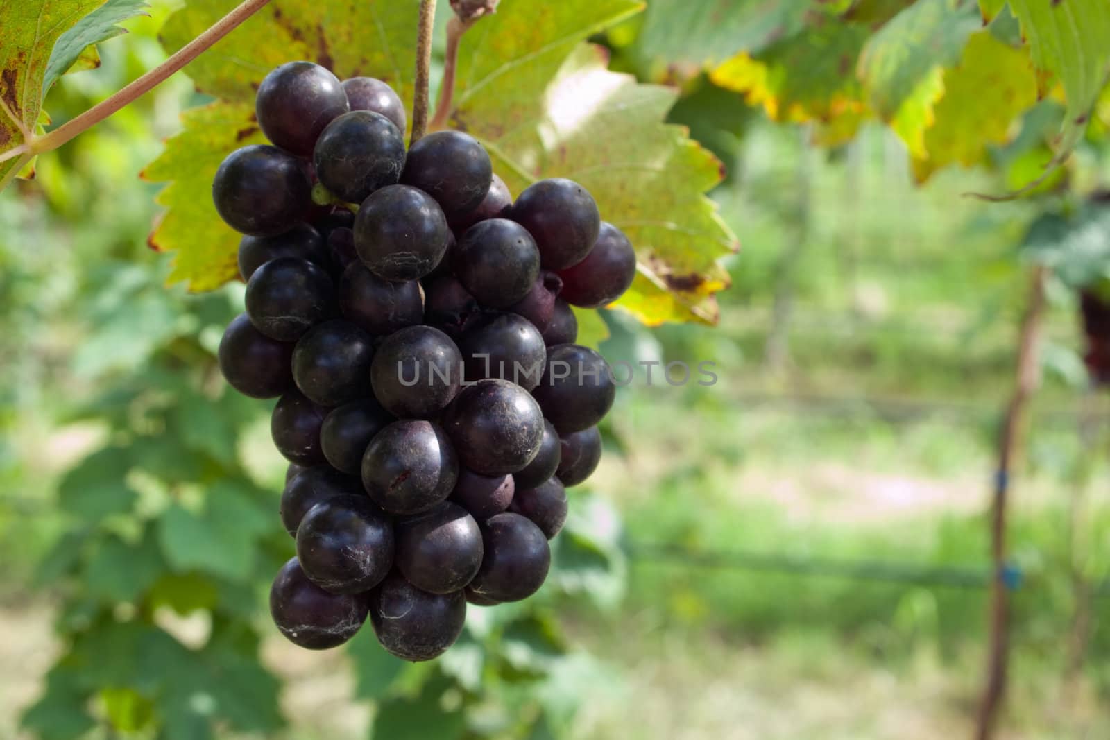 Fresh Purple grape by nuttakit