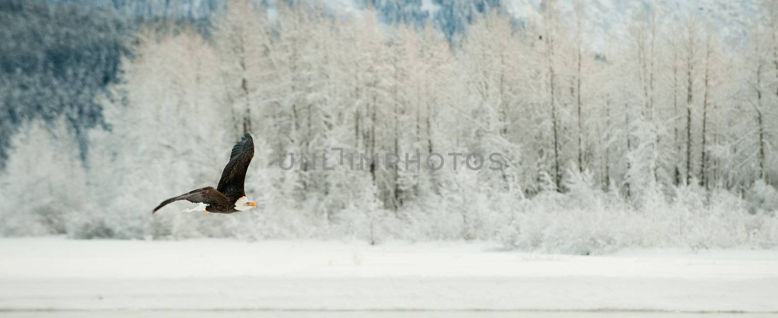 Flying Bald eagle. by SURZ