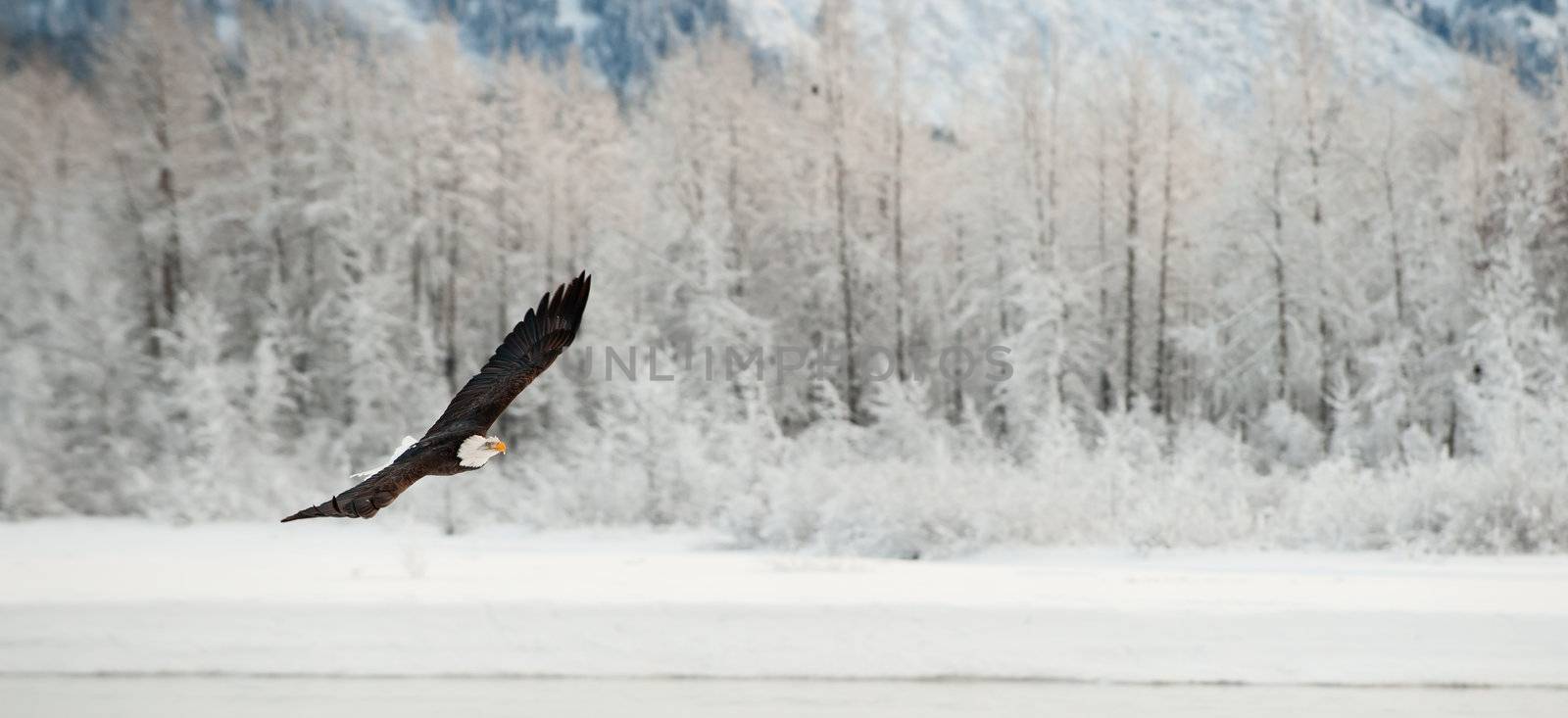 Flying Bald eagle. by SURZ