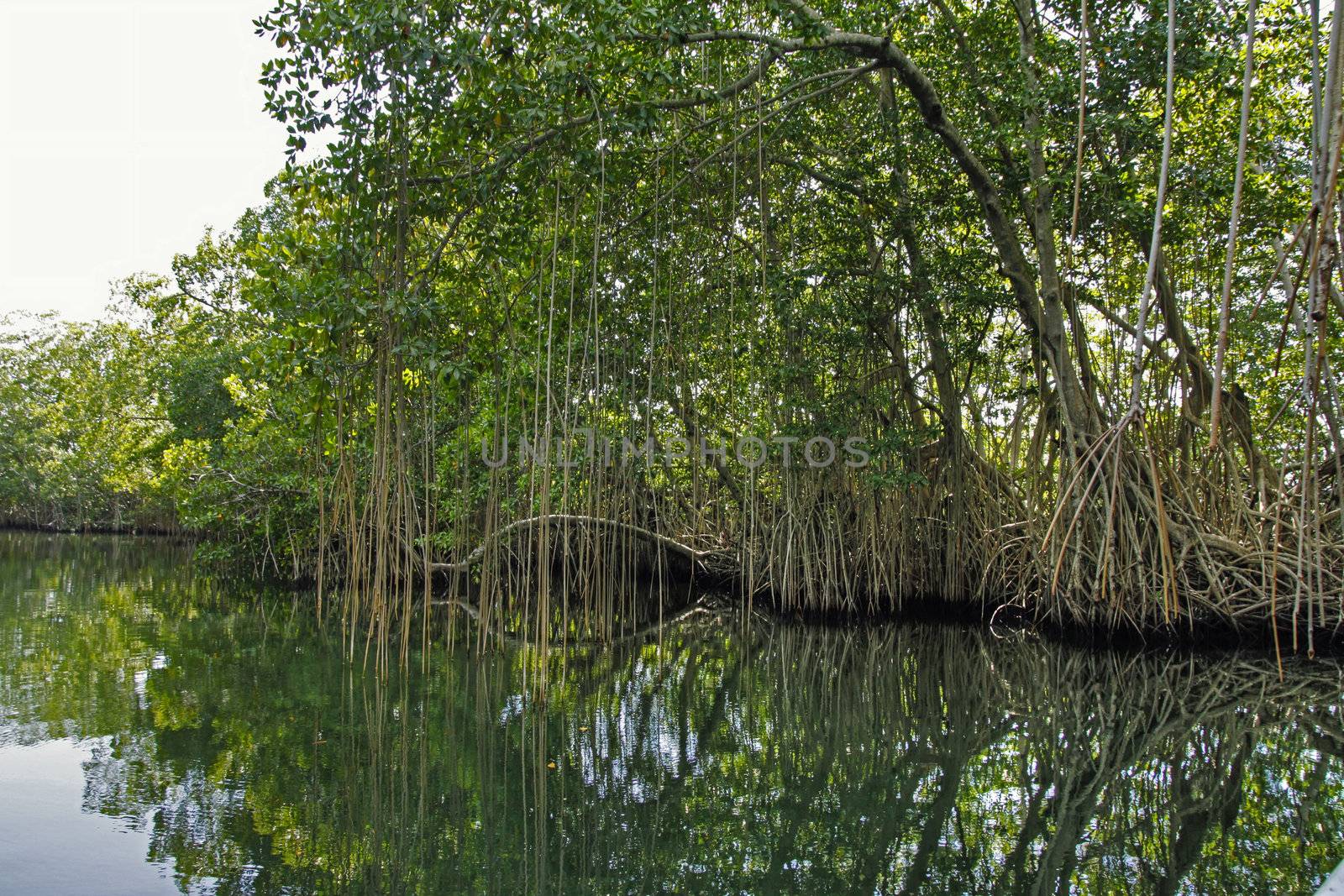 Calm tropical river edges with trees in Jamaica