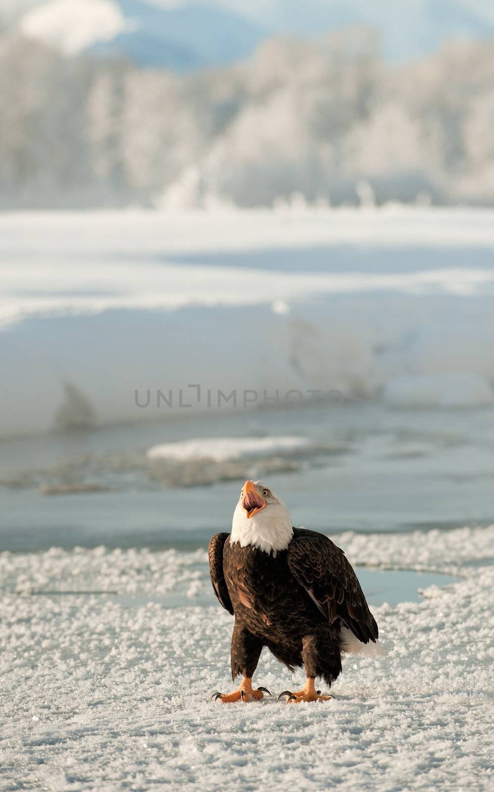 Portrait of an  Adult Bald Eagle(Haliaeetus leucocephalus) on snow by SURZ