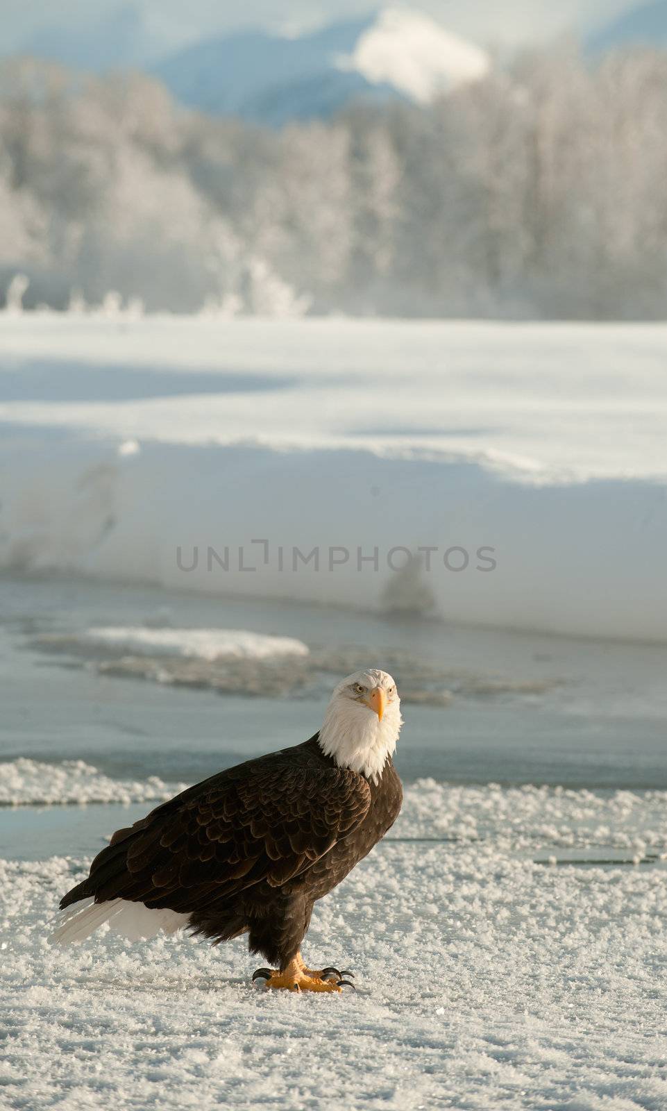 Portrait of an  Adult Bald Eagle (Haliaeetus leucocephalus) on the snow.Chilkat River Alaska USA Haliaeetus leucocephalus