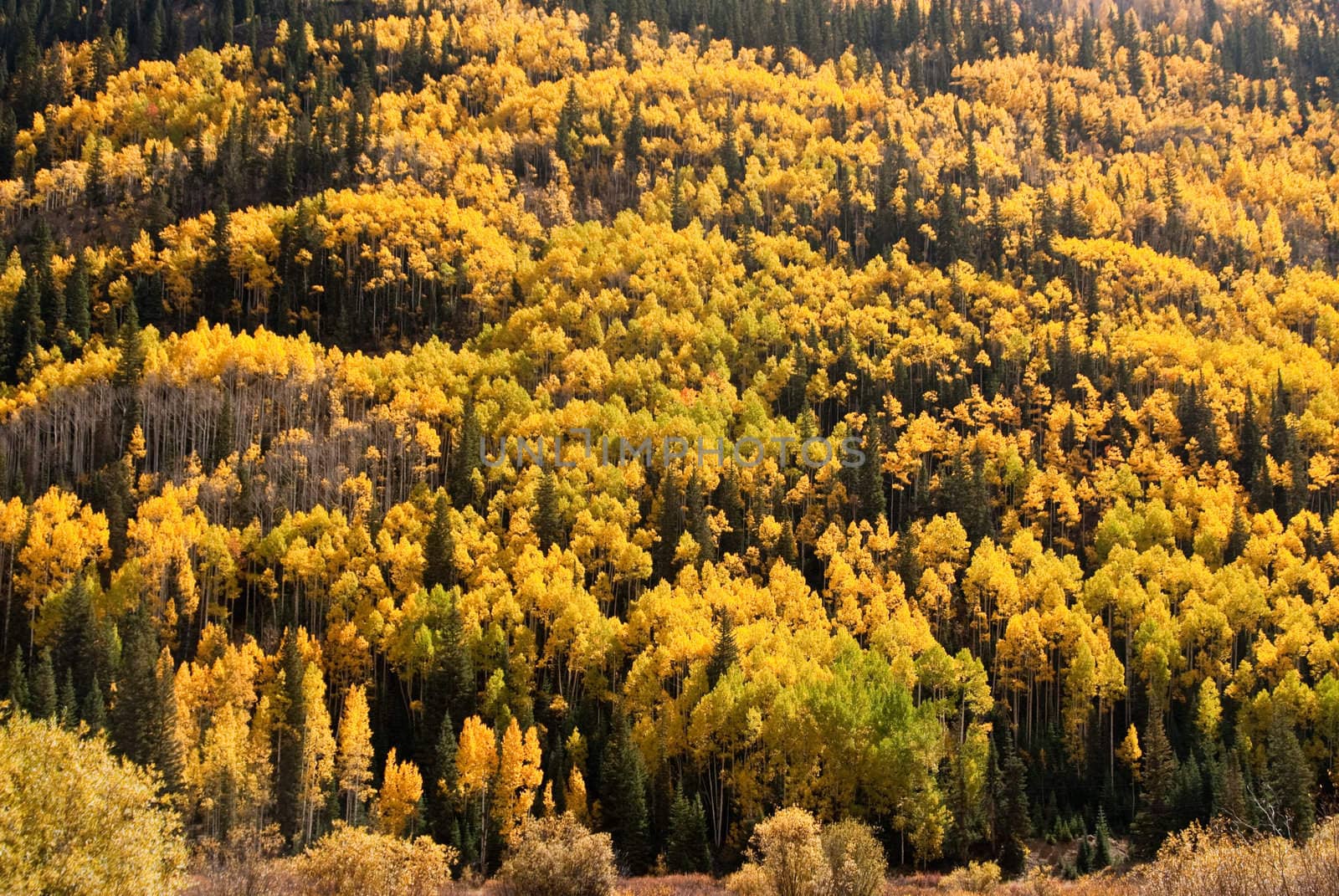 Colorado hillside in full Fall color