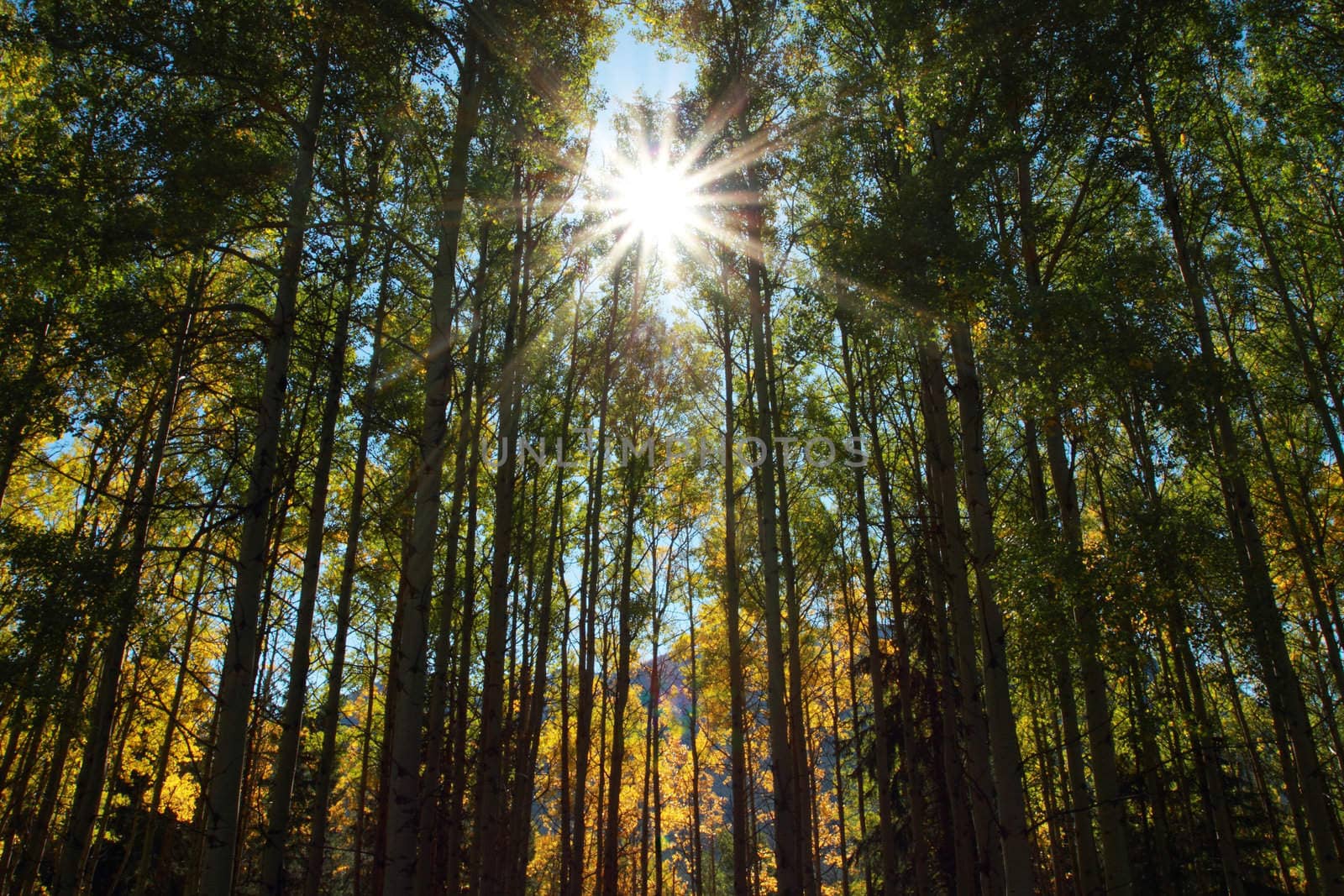 Sun shining through early autumn aspen trees