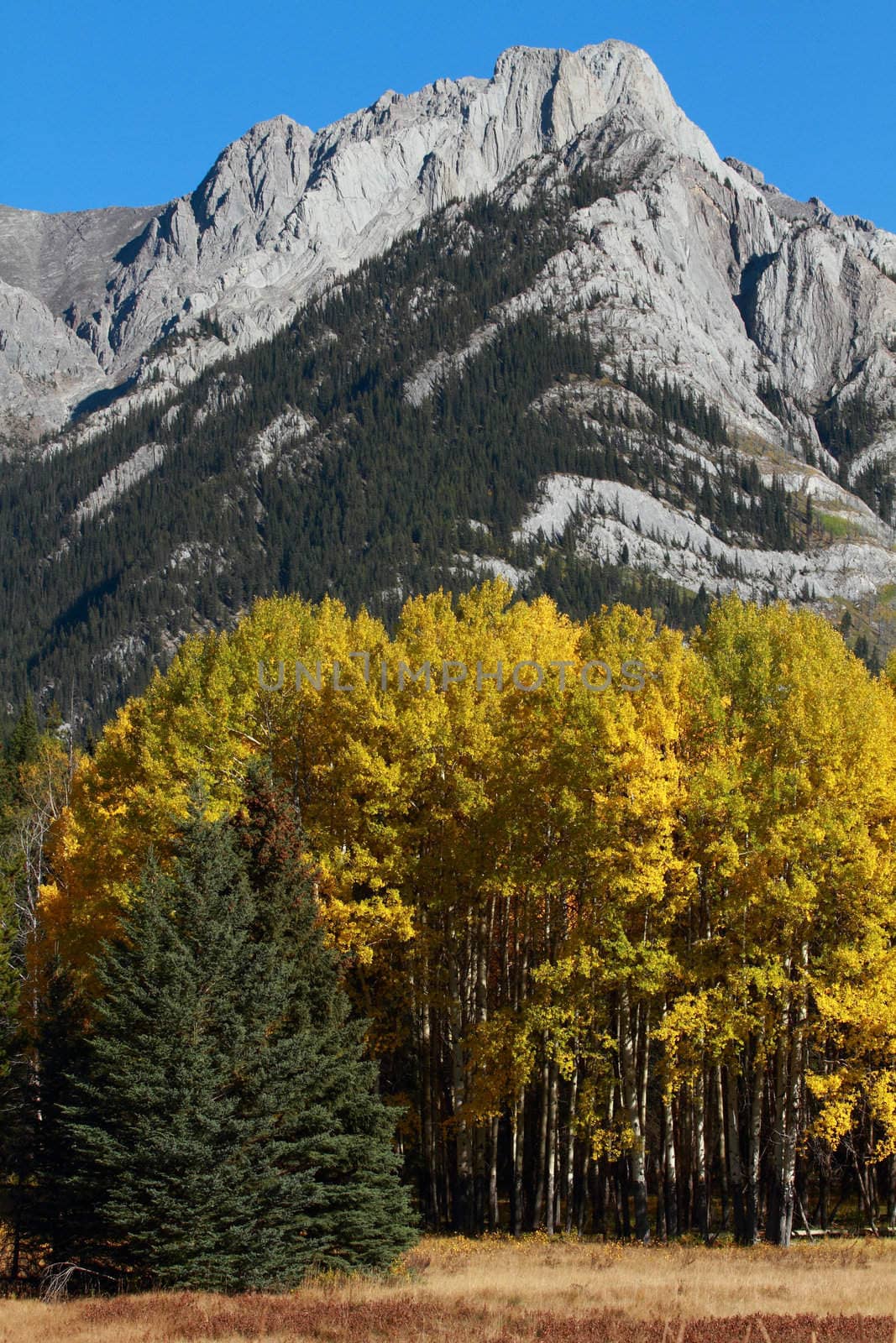 Autumn Aspen Trees with the Sawback Range in the Canadian Rockies