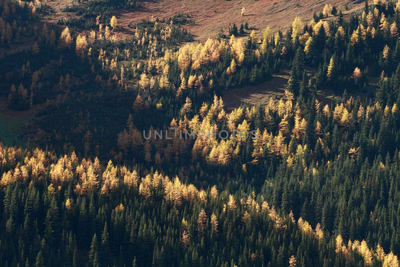 Autumn Alpine Larch trees on a mountainside