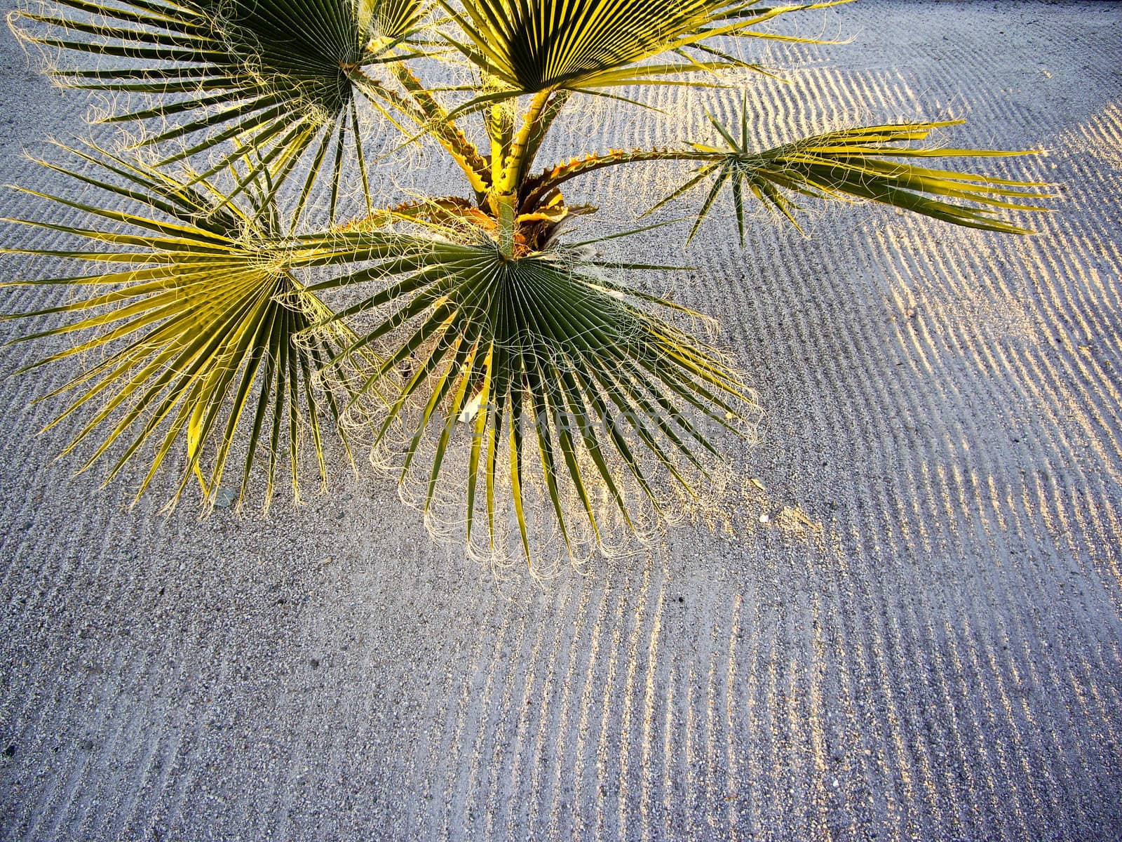 Lines of light and shadow from sand and palm