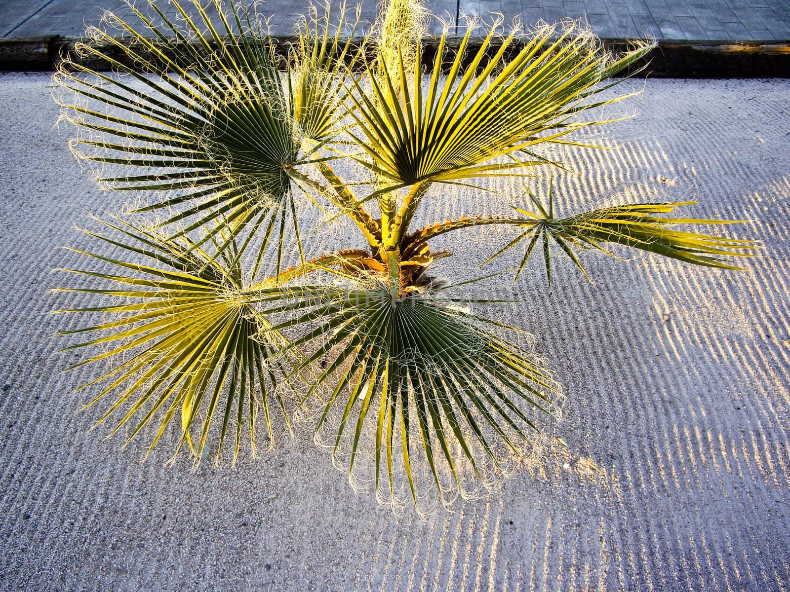 Sunlight through  Desert Palm by emattil