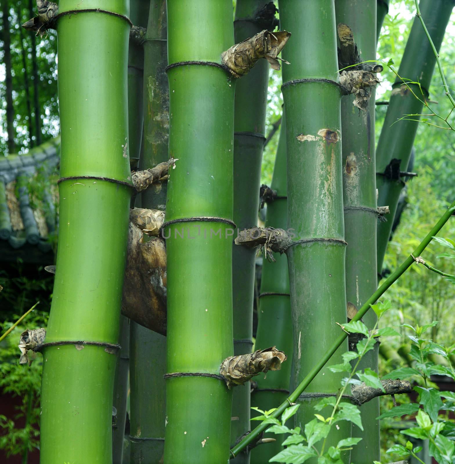 datails of green bamboo by jackq