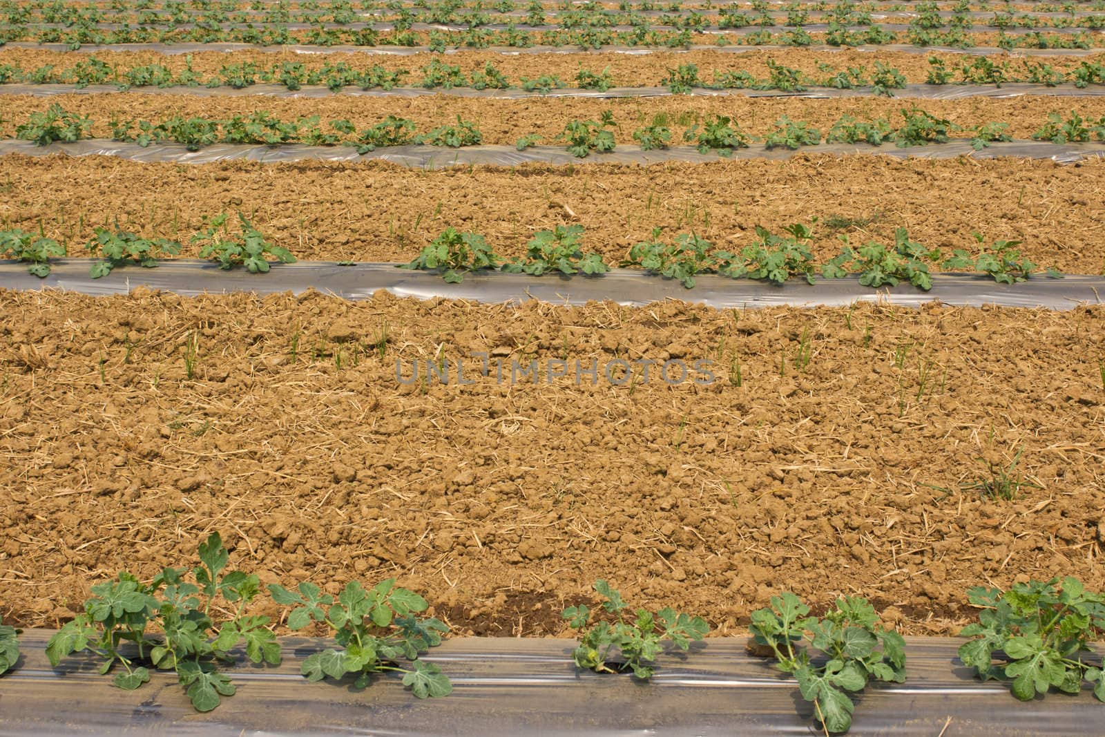 plants on a field covered with a plastic carpet