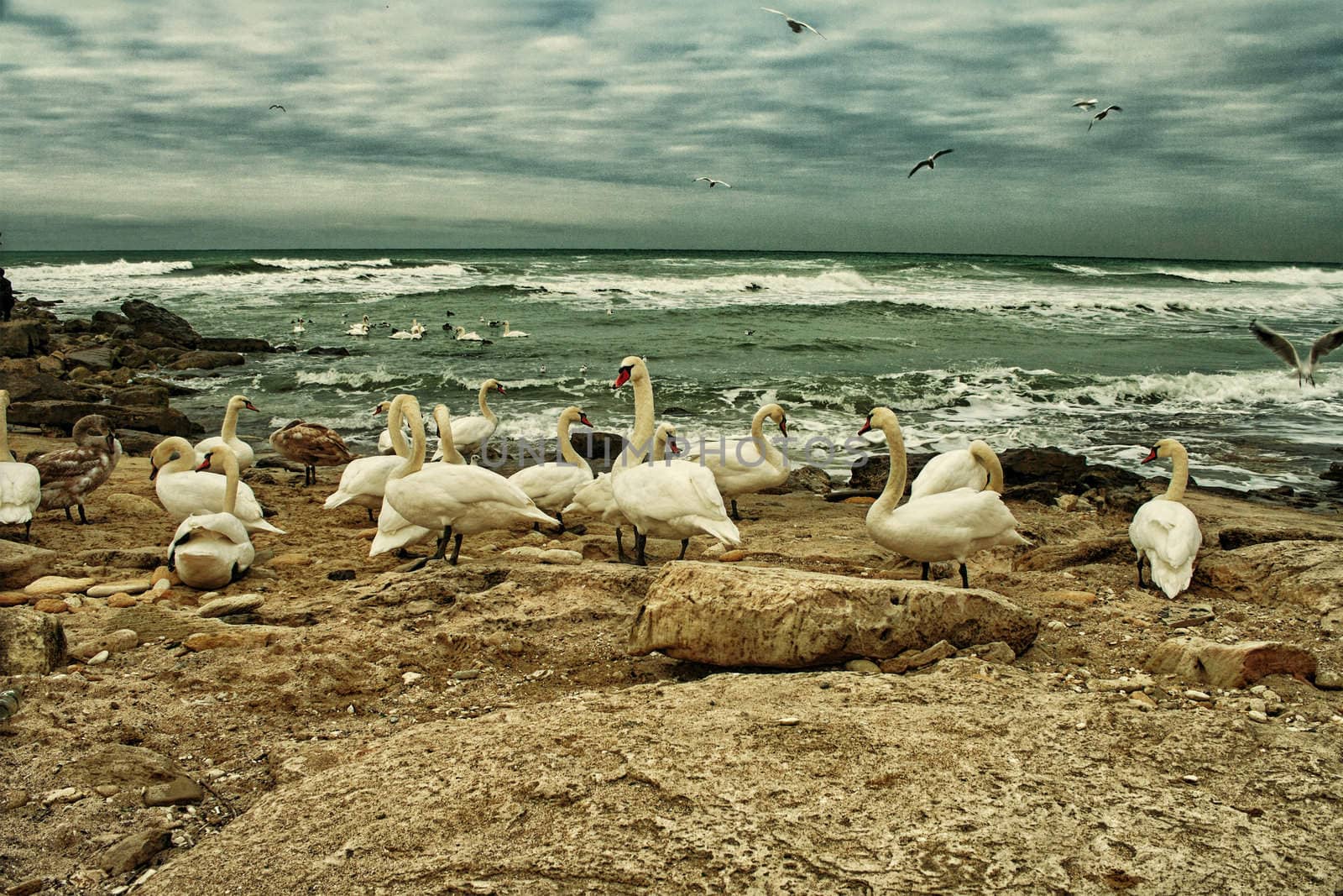 White Swans On Rocky Seashore by ekipaj