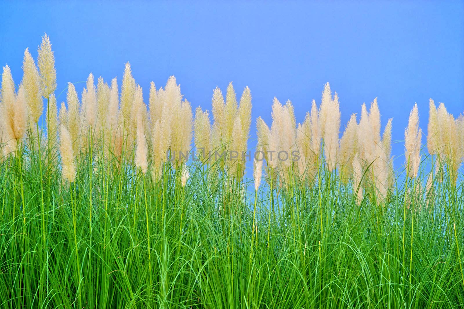 environment-friendly reeds by jackq