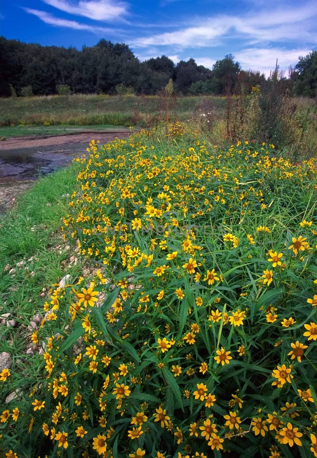 Beautiful yellow flowers at Rock Cut State Park in northern Illinois.