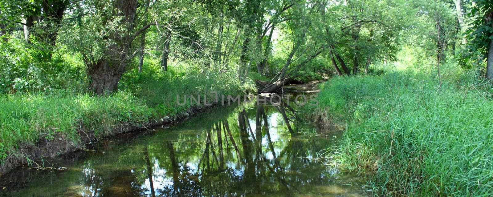A creek runs through the woodlands of northern Illinois.