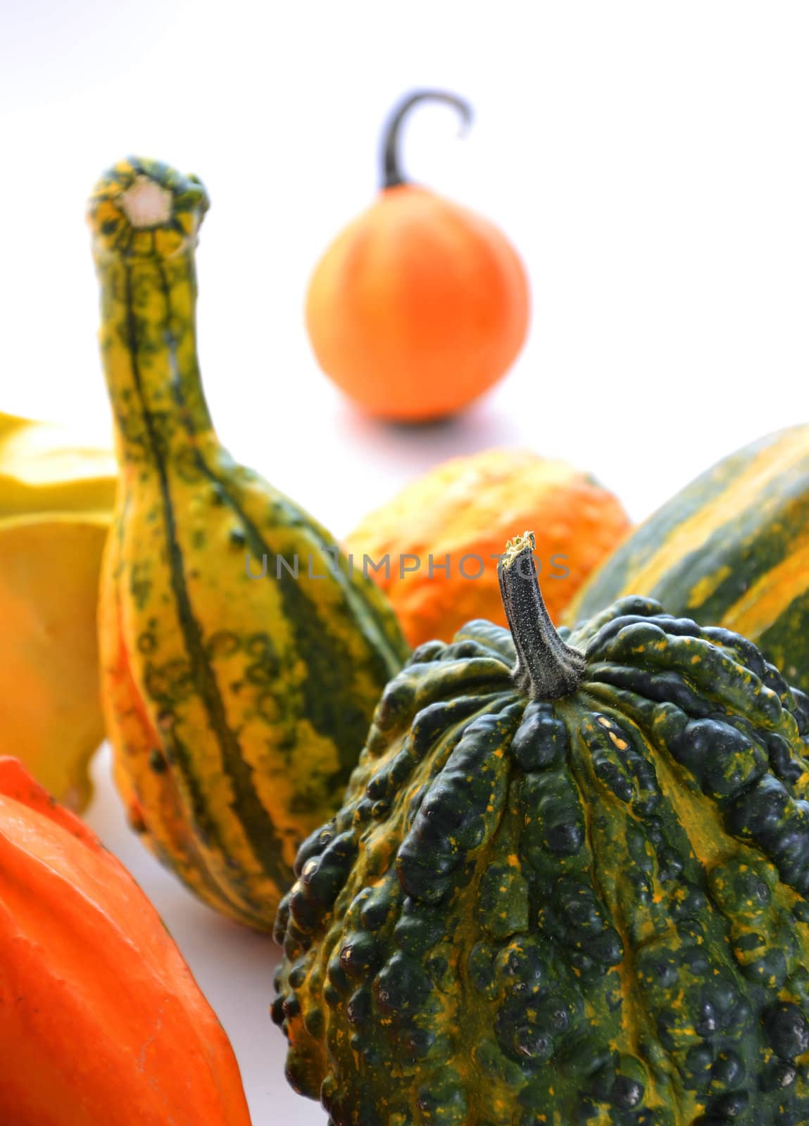 Bunch of gourds of different color and shape