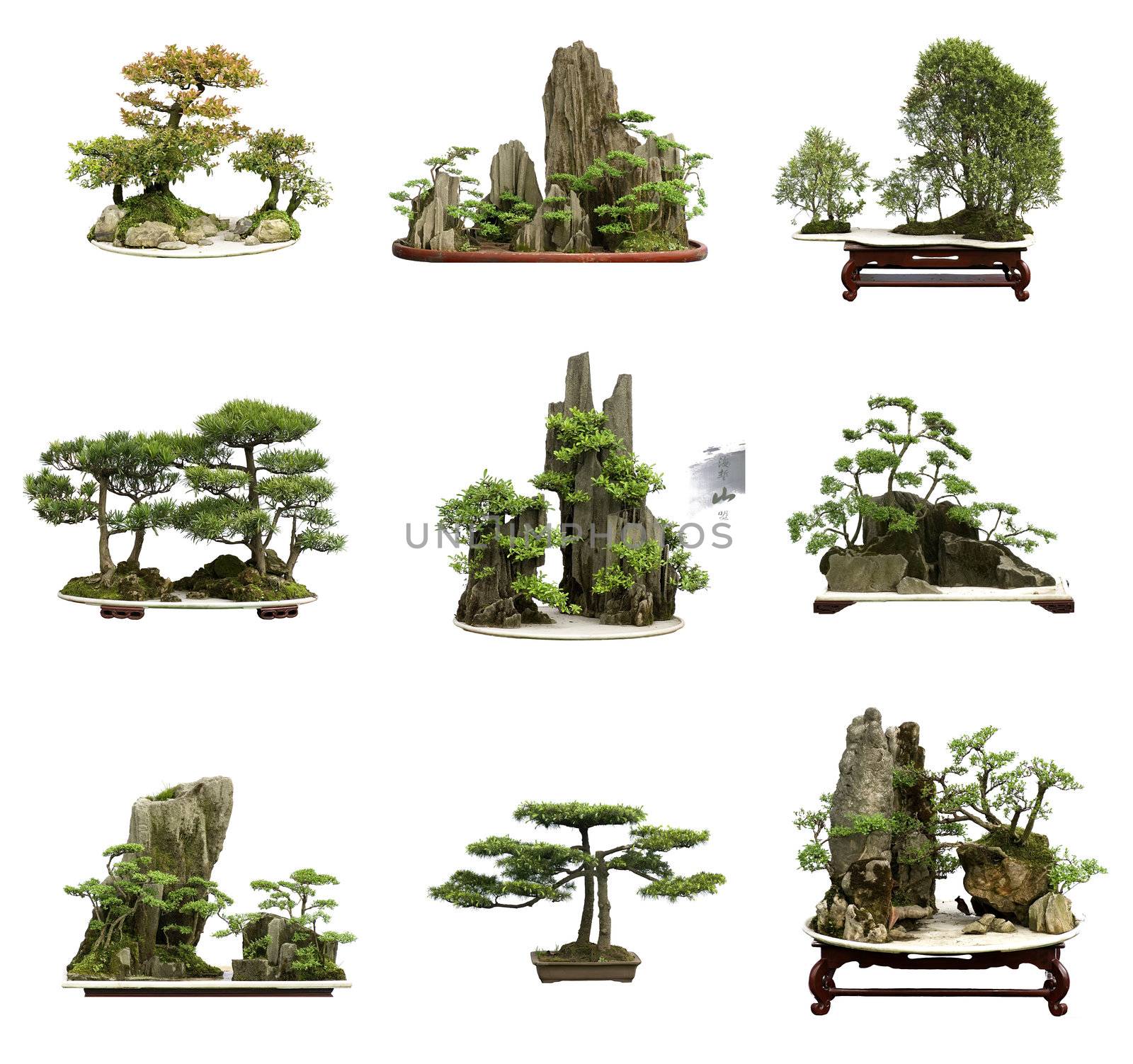 collection of the best china bonsai with white isolated backgrou by jackq
