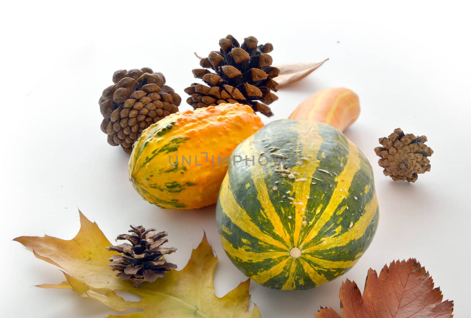Gourds, leaves and cones representing autumn symbols