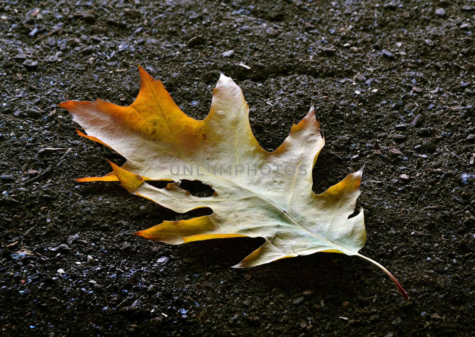 Dried leave on a ground representing autumn