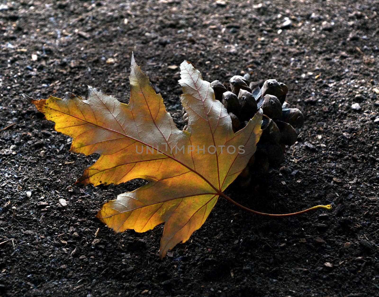 Dried leave on a ground representing autumn