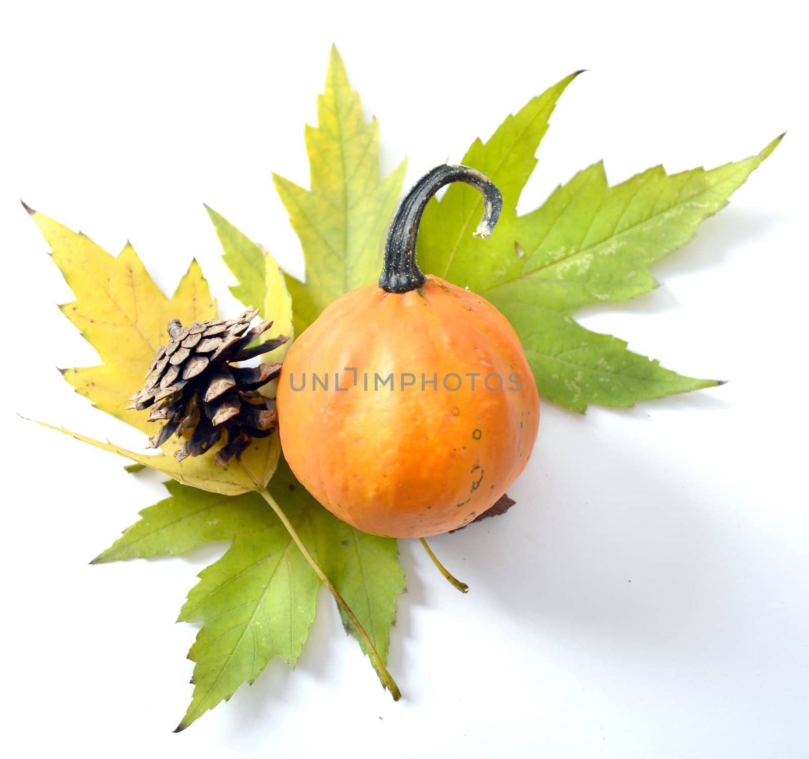 Gourds, leaves and cones representing autumn symbols