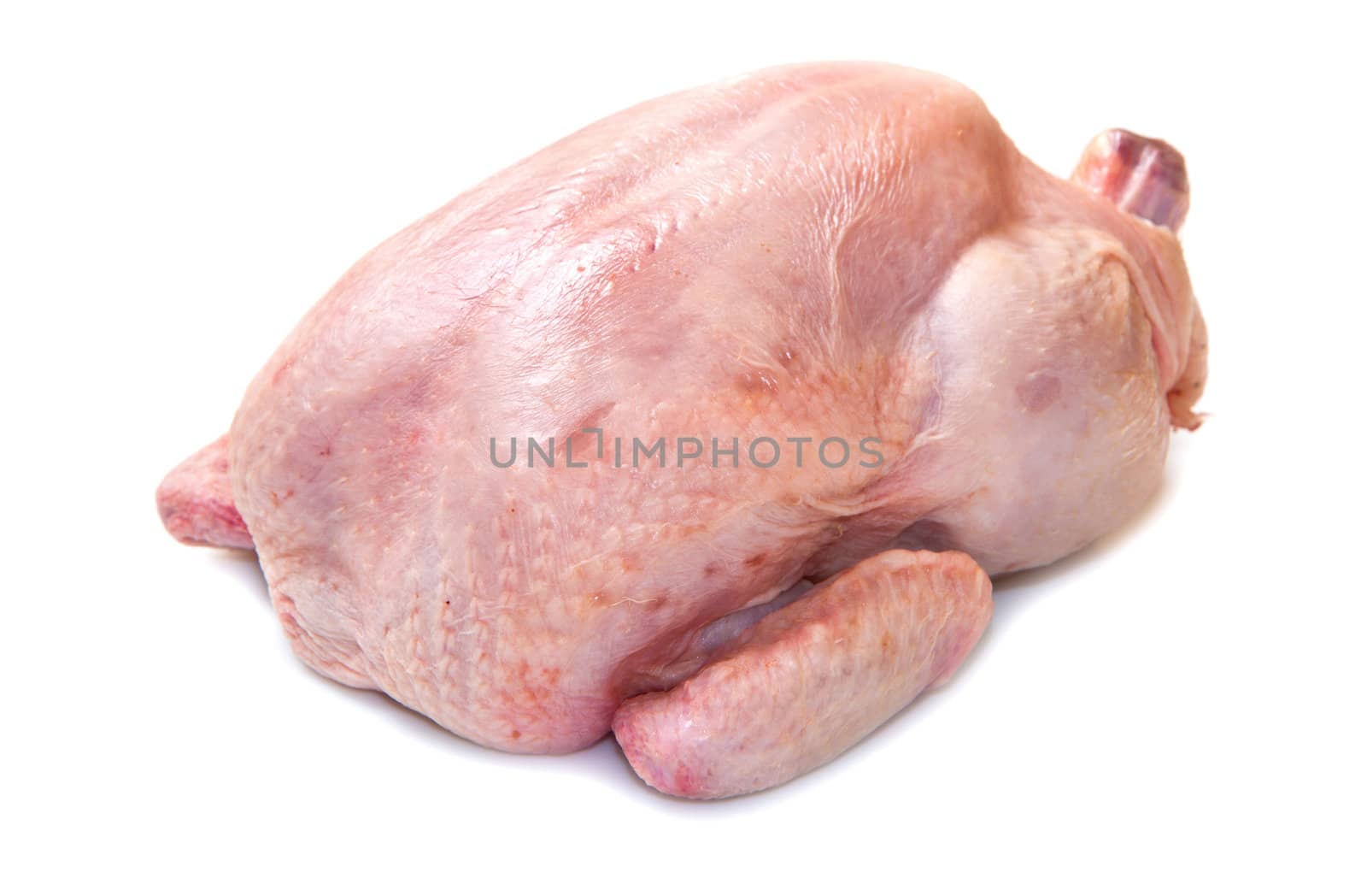 chicken  isolated on white background