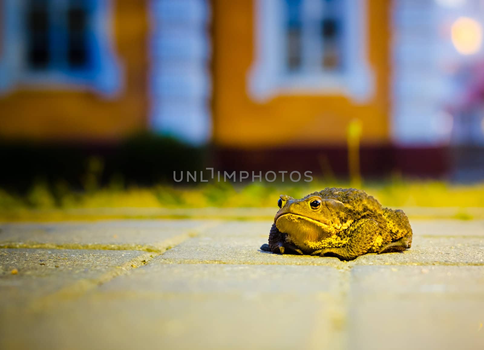 A close up of the toad  by ryhor