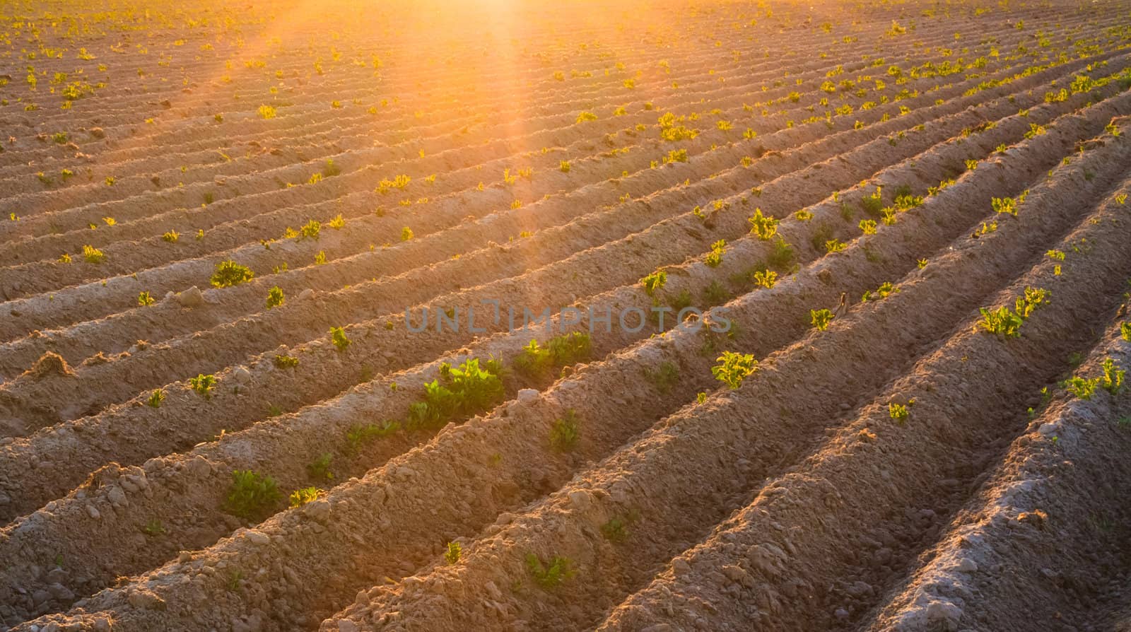 Bright sunset over green field.