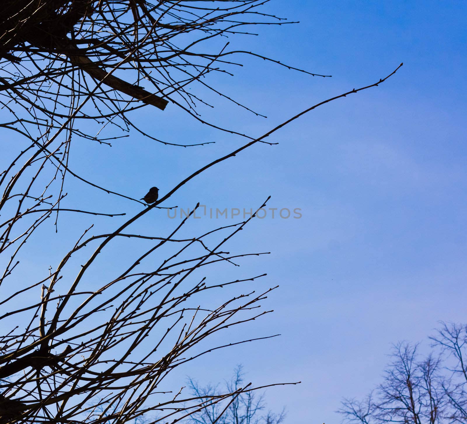 Silhouetteof the bird on branch