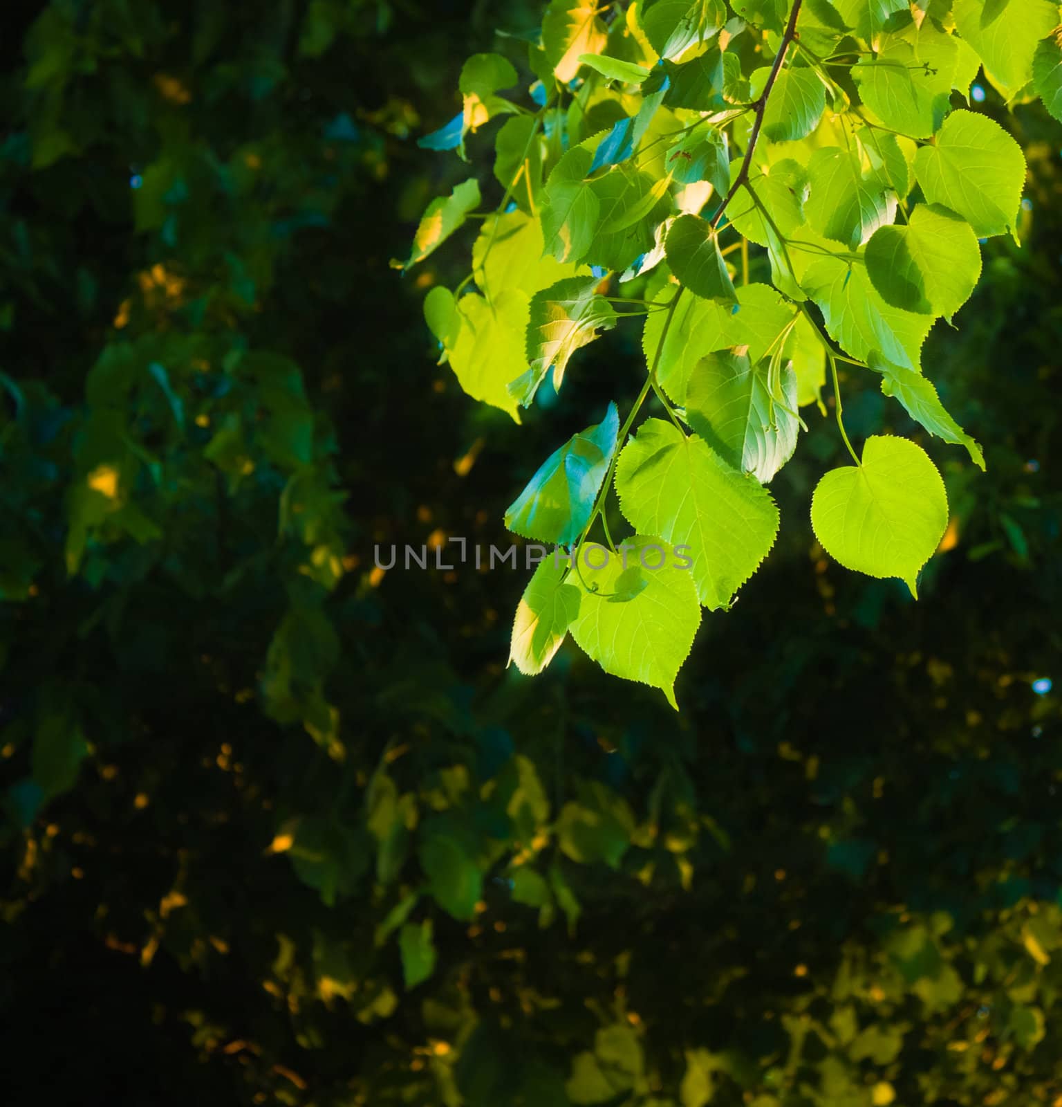 spring background with green leaves of lime tree