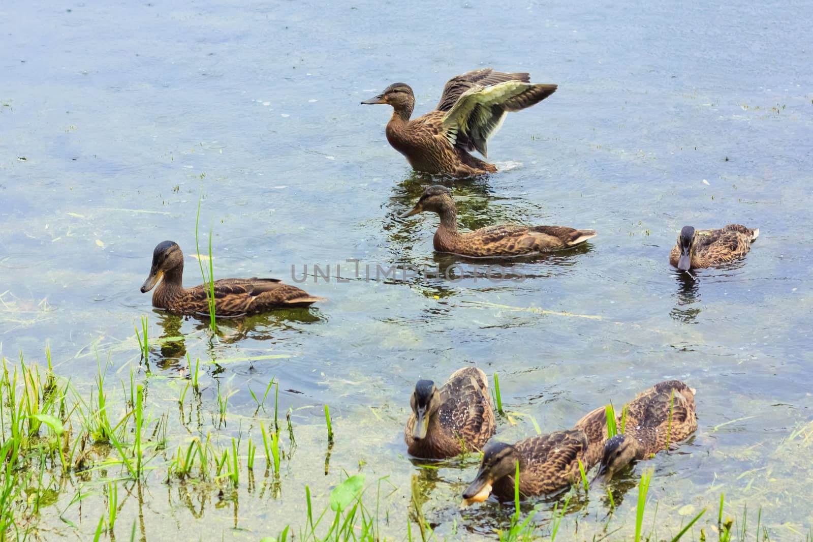 Group of mallard ducks on the lake