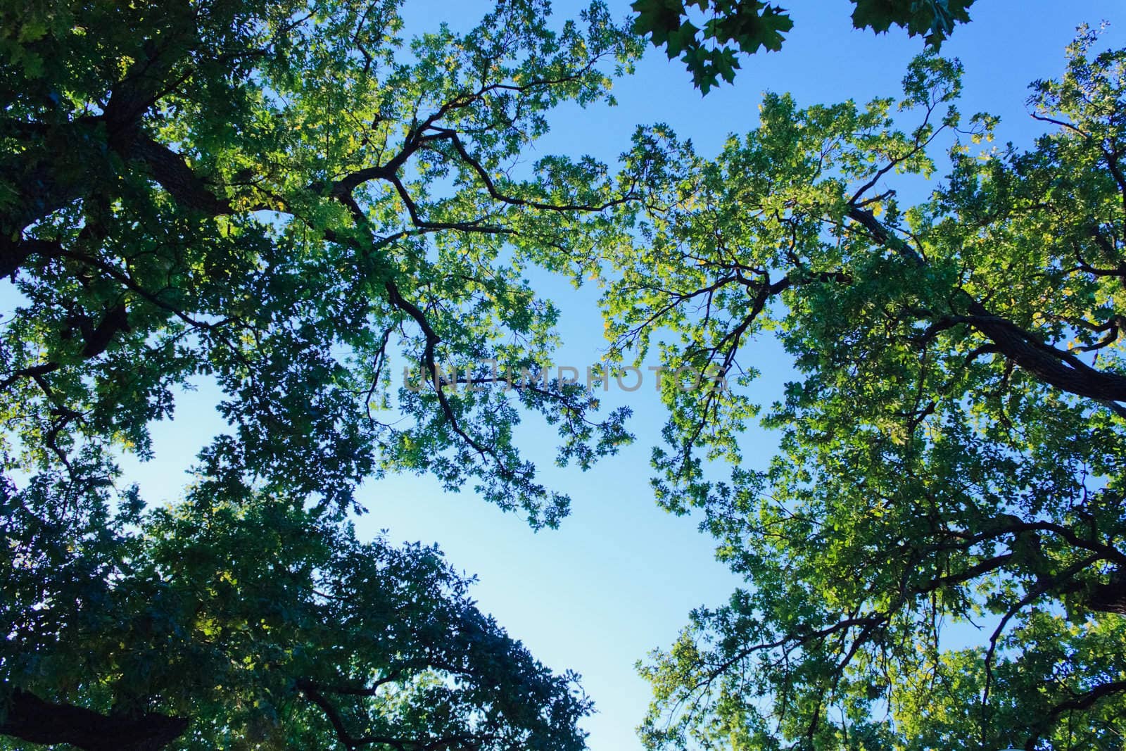 Crones of trees with bright spring foliage