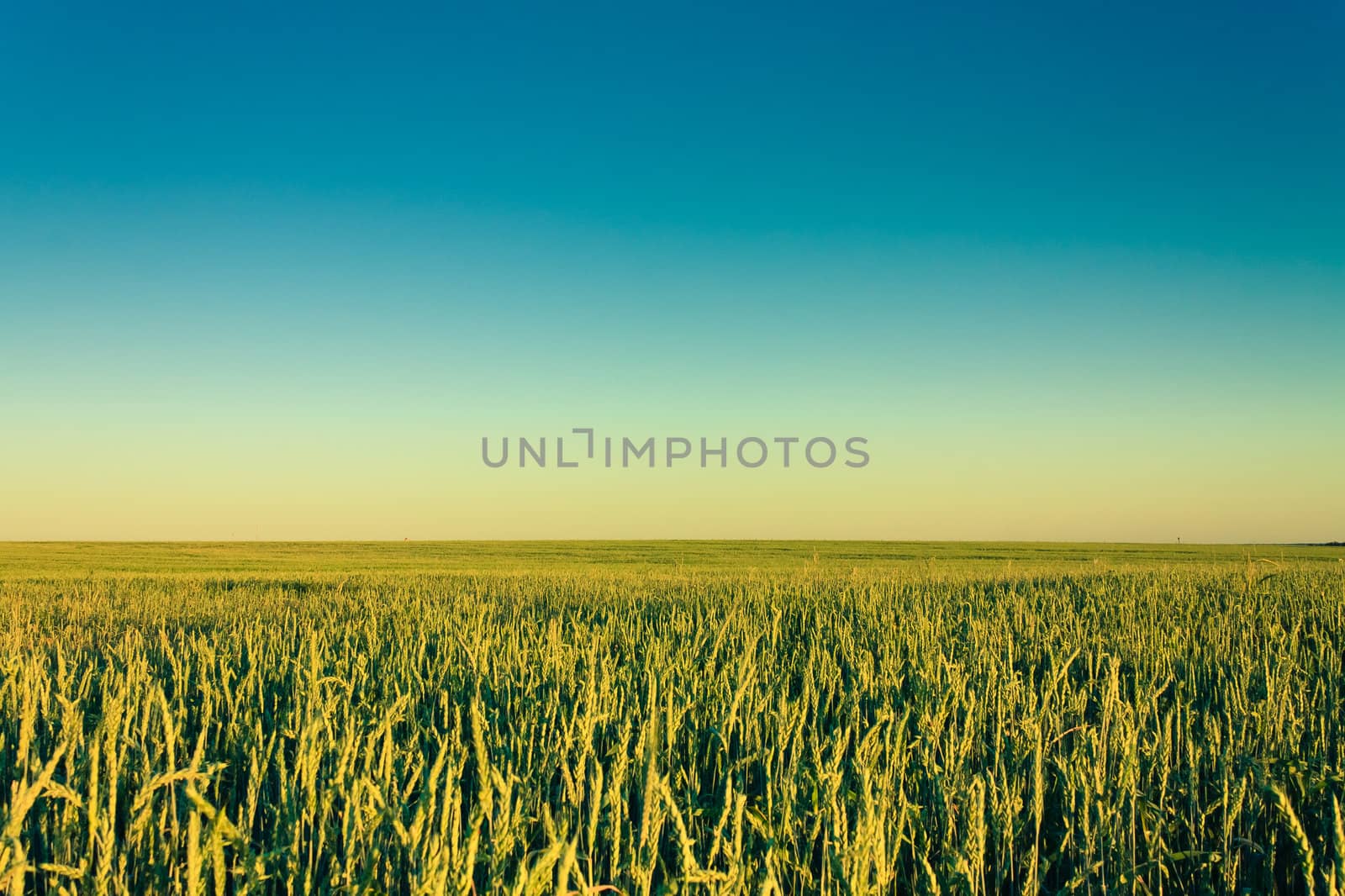 A barley field with shining golden barley ears in summer