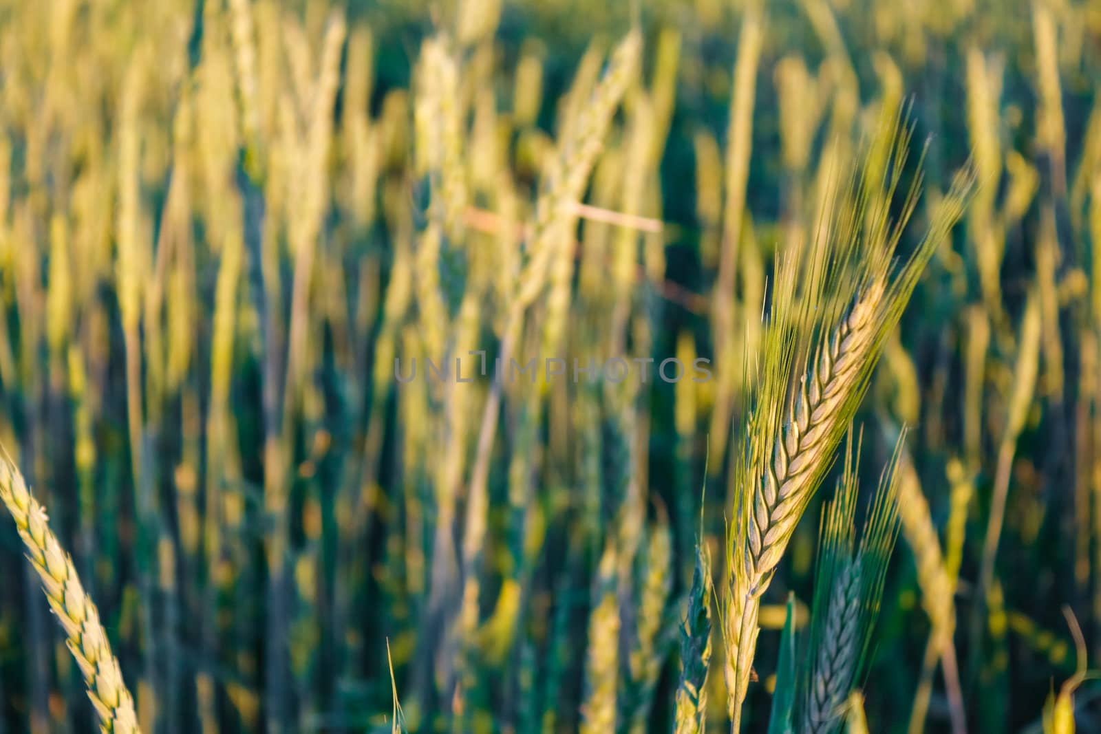 A barley field with shining green barley ears in early summer