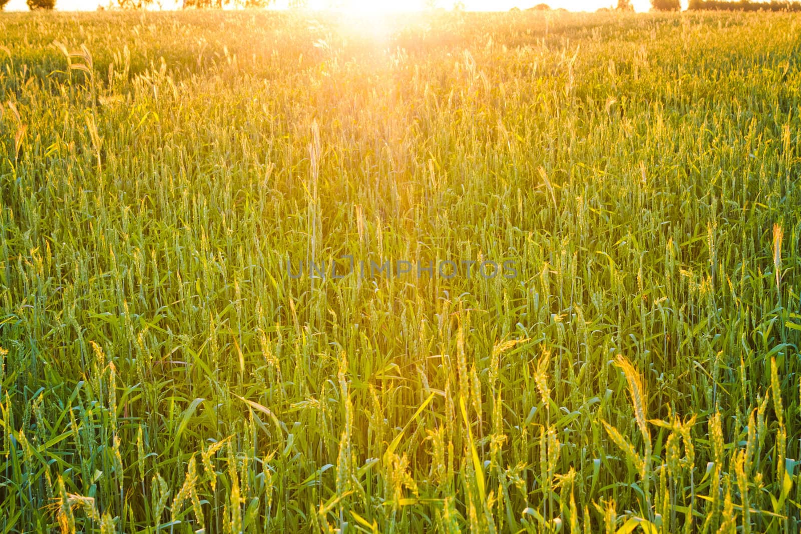 green wheat field by ryhor