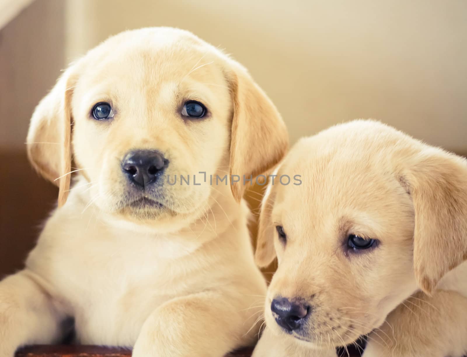 Golden retriever puppy of 7 weeks old